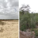 Engineer Utilizes Ancient Indian Paintings to build 18-Acre Oasis In the Thar Desert