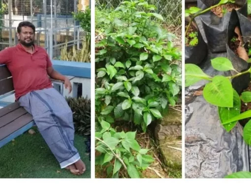 Engineer Turns His Home into a Hub of Over 500 Rare Medicinal Plants