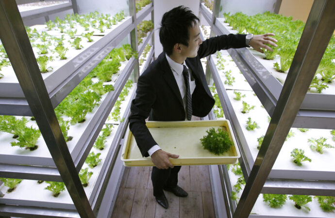 Japan’s Urban Farming Revolution: Cultivating a Sustainable Future
